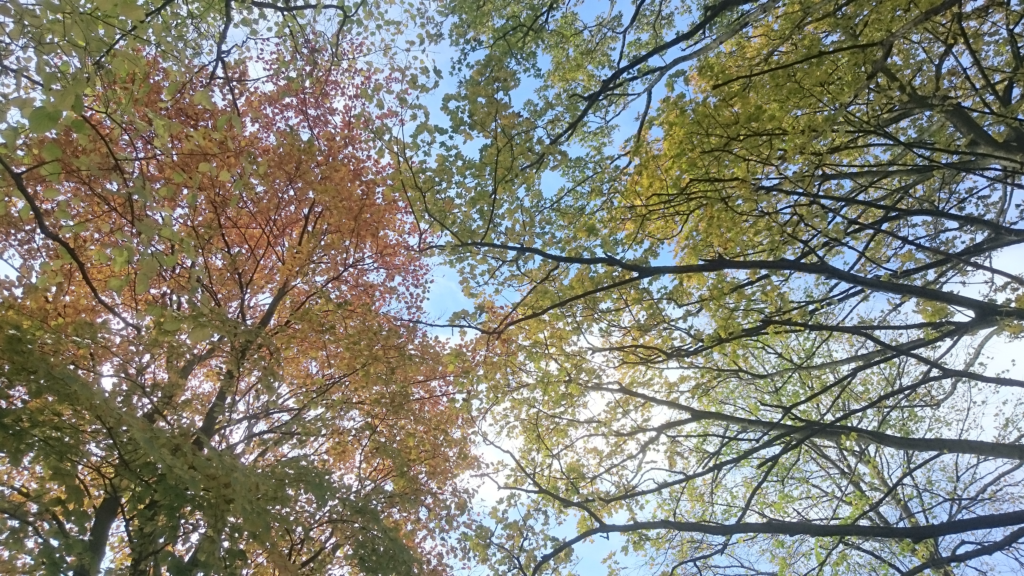Photo of tree branches in autumn against a brilliant blue sky. The leaves on the trees are various colours, ranging from a warm red over yellow to bright green.