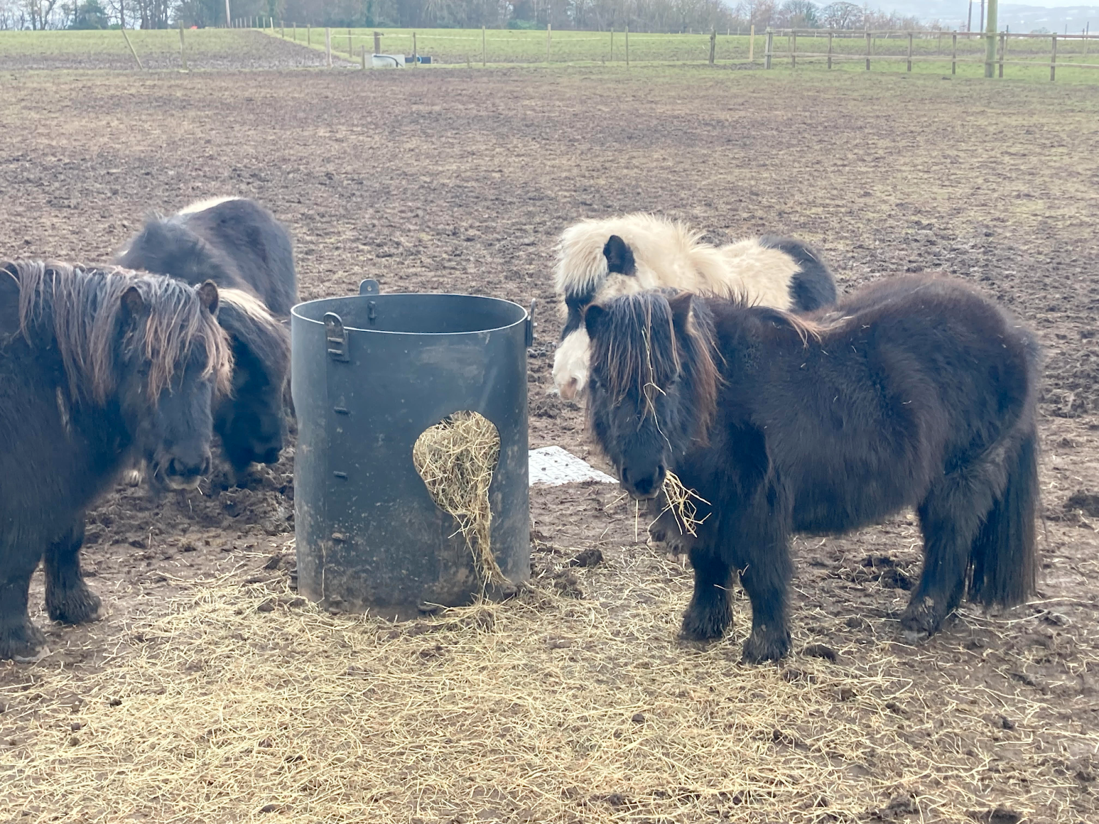 Four Shetland Ponies munching on hay in an otherwise empty field. They are the same height as the small hay barrel, and can barely see past fluffy manes.